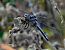 Parot blau (Orthetrum coerulescens) © Josep Maria Solé Molins