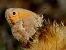 Lleonada comuna (Coenonympha pamphilus) © Josep Maria Solé Molins