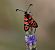 Zygaena fausta © Josep Maria Solé Molins