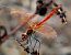 Pixaví nervat (Sympetrum fonscolombii) © Josep Maria Solé Molins
