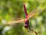 Pipa vinosa (Trithemis annulata) © Josep Maria Solé Molins
