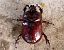 Oryctes nasicornis © Josep Maria Solé Molins