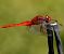 Sagnador escarlata (Crocothemis erythraea) © Josep Maria Solé Molins