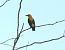 Eurasian Golden Oriole - Josep Maria Solé Molins