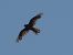 Xoriguer comú (Falco tinnunculus) © Autor ocult