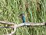 Blauet (Alcedo atthis) © Autor ocult