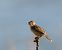 Cisticola juncidis cisticola © Miguel Jodas Gomis