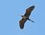 Purple Heron (Ardea purpurea) © Miguel Jodas Gomis