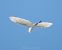 Great Egret (Ardea alba) © Miguel Jodas Gomis