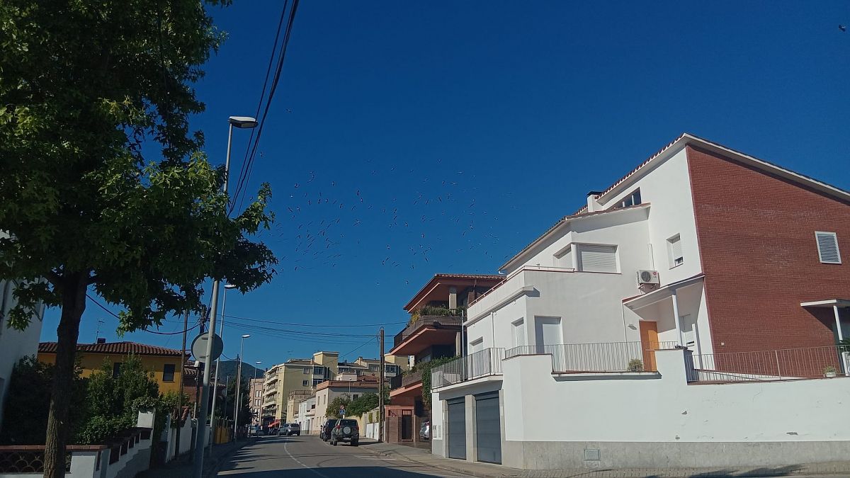 Cigonya blanca  - Ferran Páramo