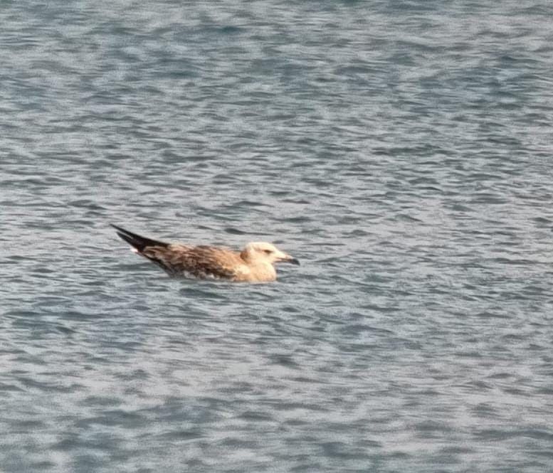 Audouin's Gull  - Consorci Estany de Banyoles