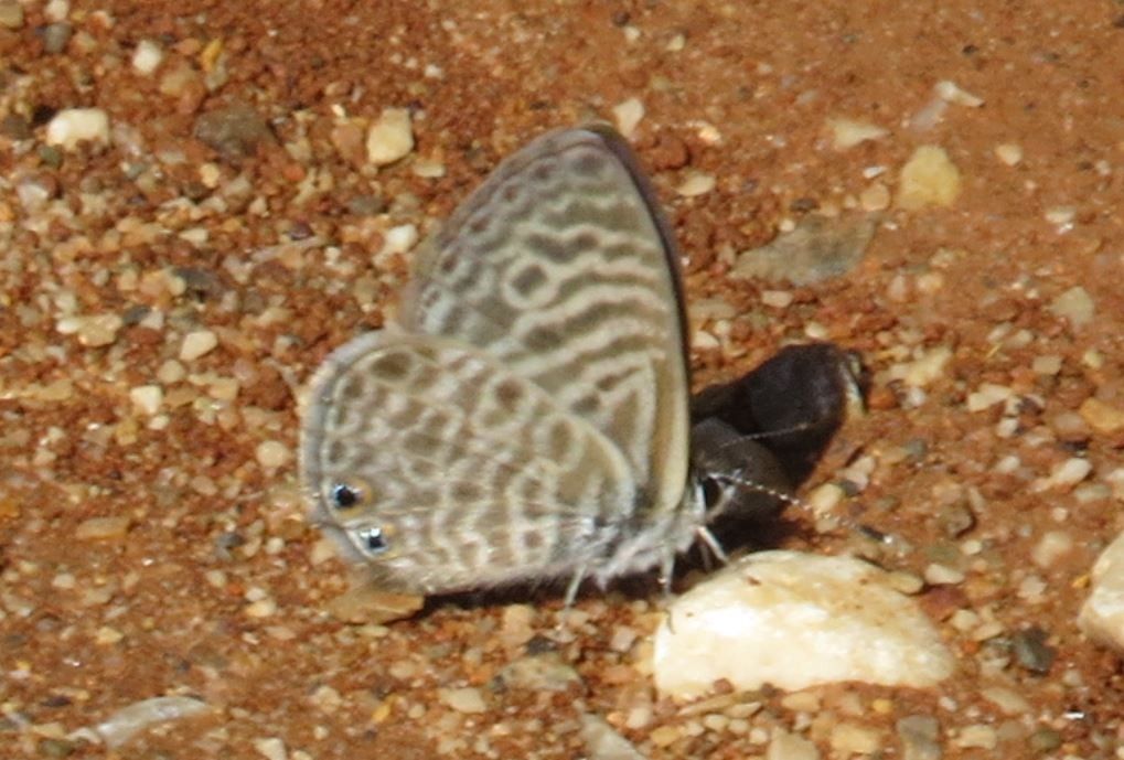 Blaveta estriada  - Pancho Pou