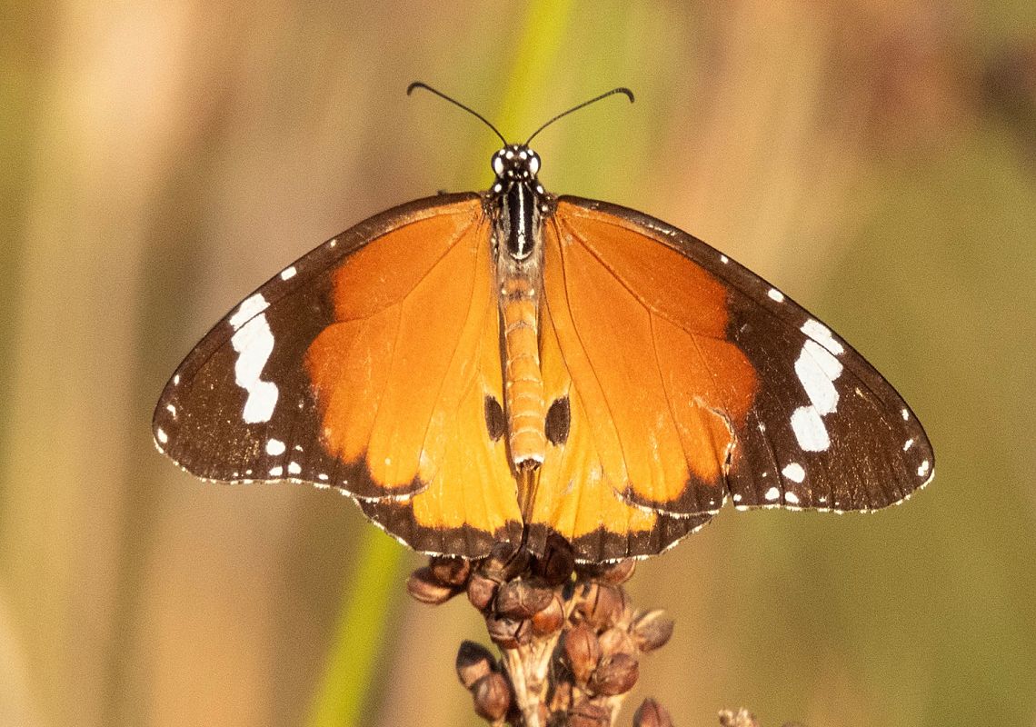 Papallona tigre  - Màrius Domingo