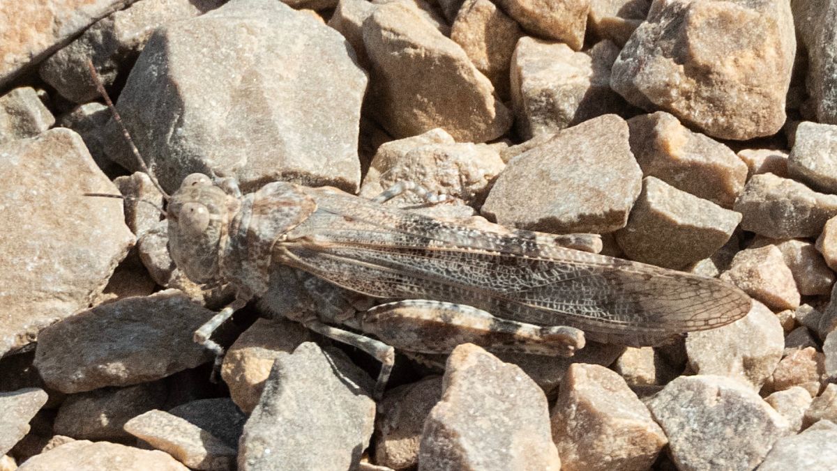 Edipoda blavosa  - Màrius Domingo