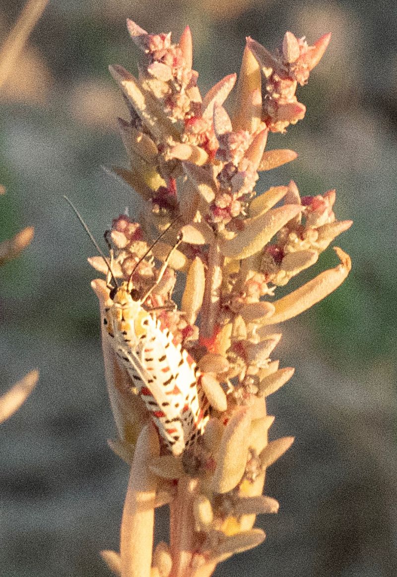 Utetheisa pulchella  - Màrius Domingo