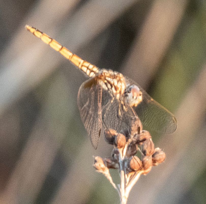 Pixaví estriat  - Màrius Domingo