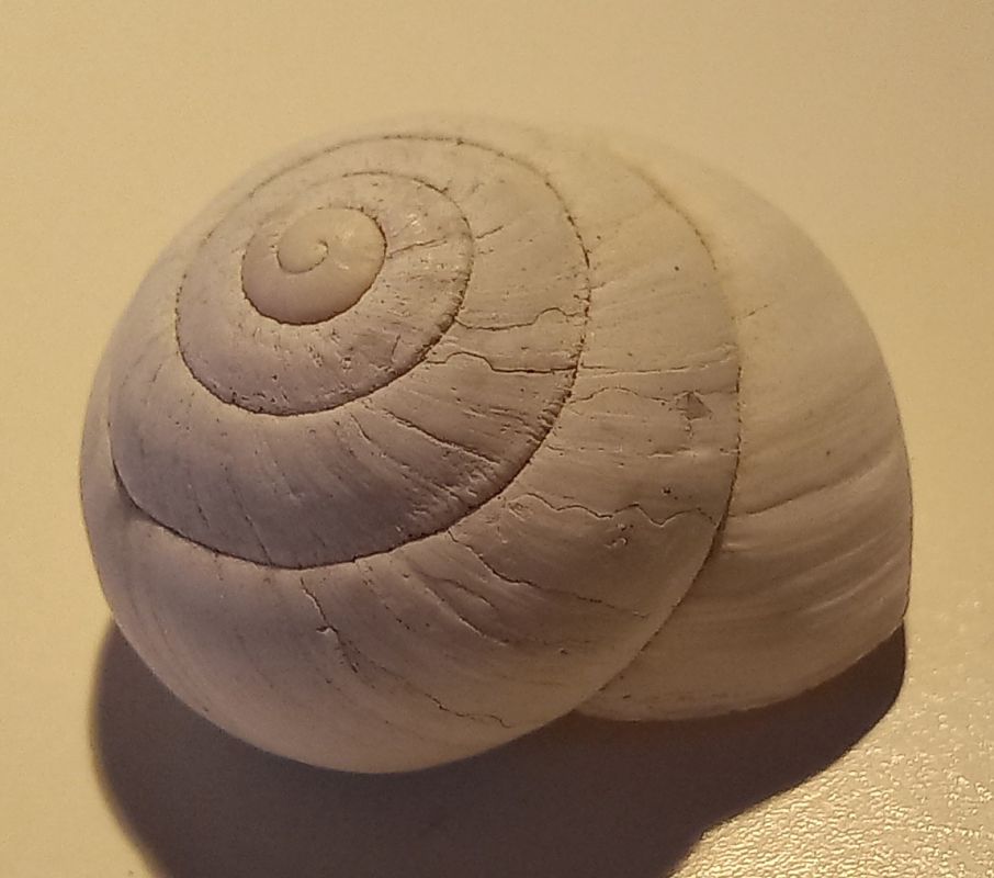 Sphincterochila candidissima  - Màrius Domingo