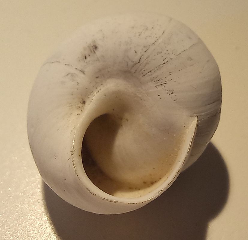 Sphincterochila candidissima  - Màrius Domingo