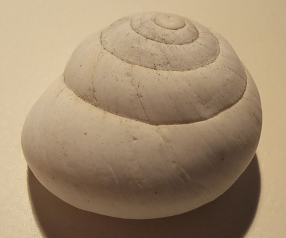 Sphincterochila candidissima  - Màrius Domingo
