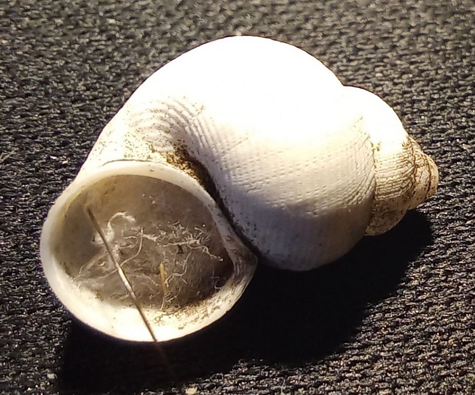 Pomatias elegans  - Màrius Domingo
