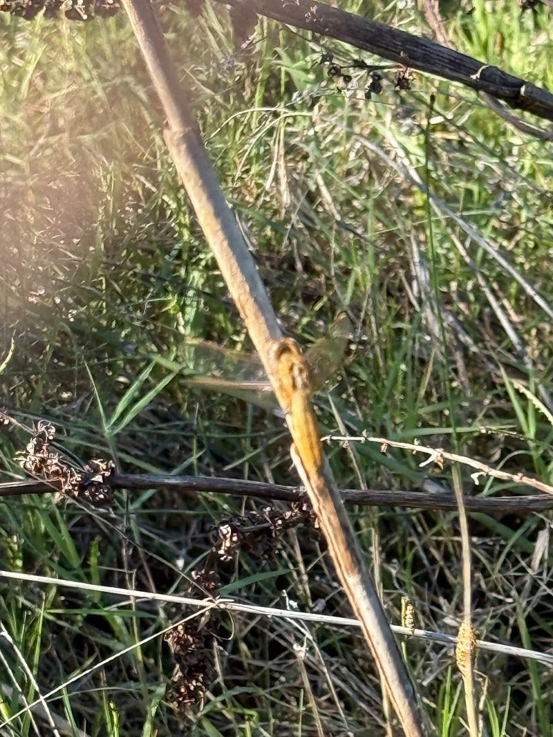 Sagnador escarlata  - Andreu Escolà Llevat