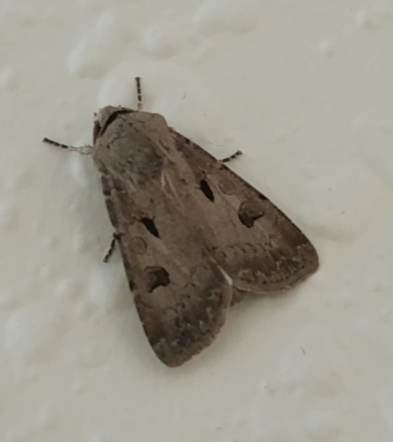Agrotis exclamationis  - Daniel González