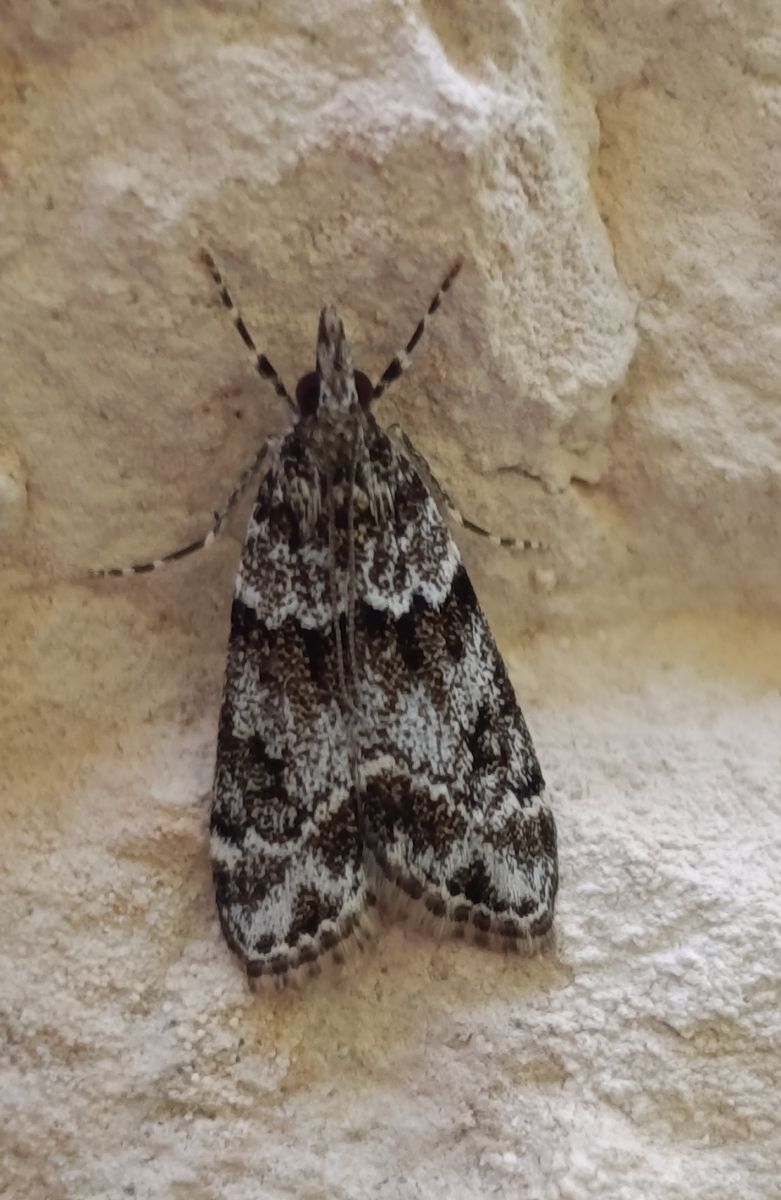 Eudonia sp.  - Daniel González