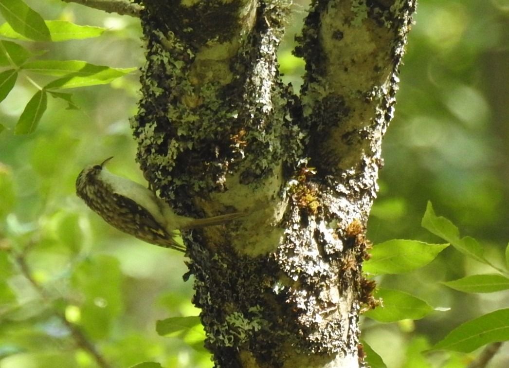 Raspinell pirinenc  - Marta PuigdomÈnech