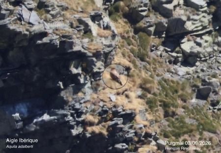 Àguila imperial ibèrica  - Cécilia Fridlender Jalla