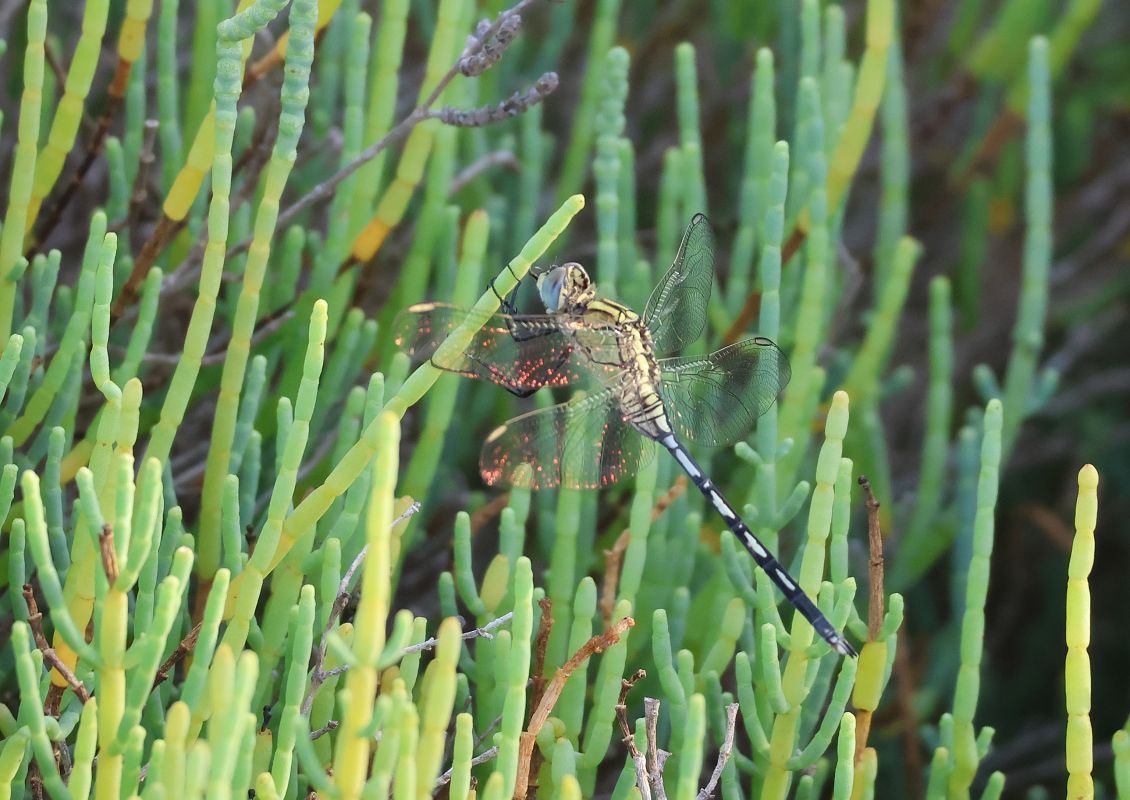 Orthetrum trinacria  - Toni Alonso Jardí