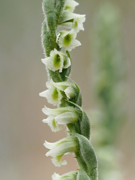 Spiranthes spiralis  - Ramon Calvet i Falgueras