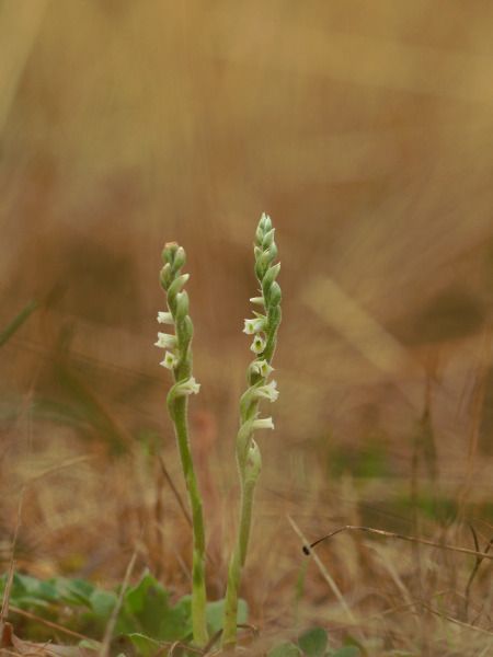 Spiranthes spiralis  - Ramon Calvet i Falgueras