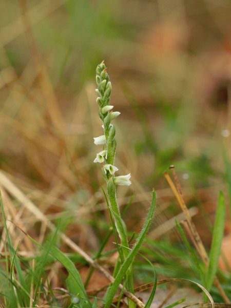 Spiranthes spiralis  - Ramon Calvet i Falgueras