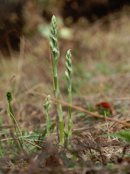 Spiranthes spiralis  - Ramon Calvet i Falgueras
