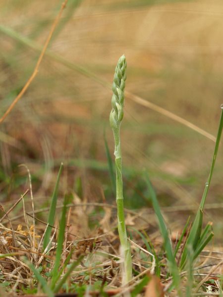 Spiranthes spiralis  - Ramon Calvet i Falgueras
