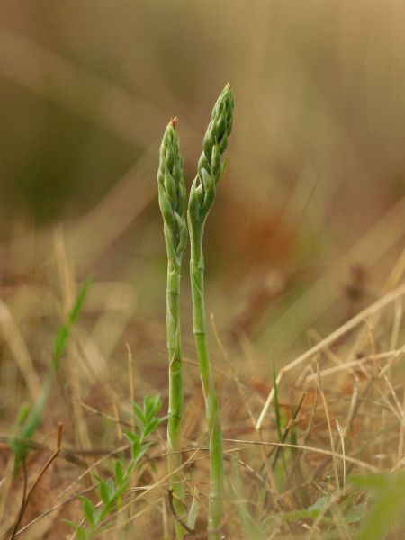 Spiranthes spiralis  - Ramon Calvet i Falgueras
