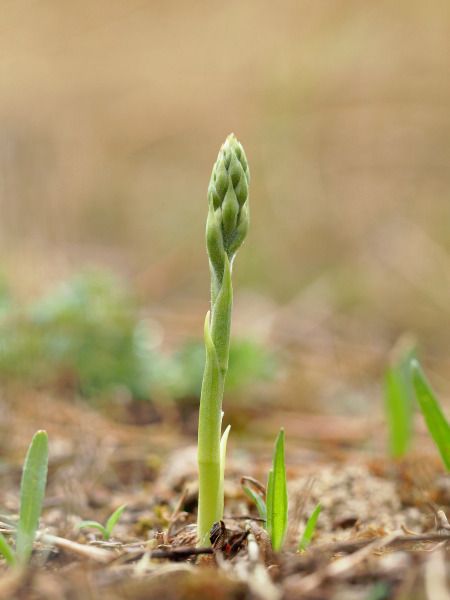Spiranthes spiralis  - Ramon Calvet i Falgueras