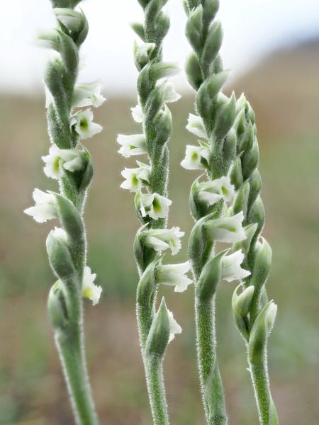 Spiranthes spiralis  - Ramon Calvet i Falgueras