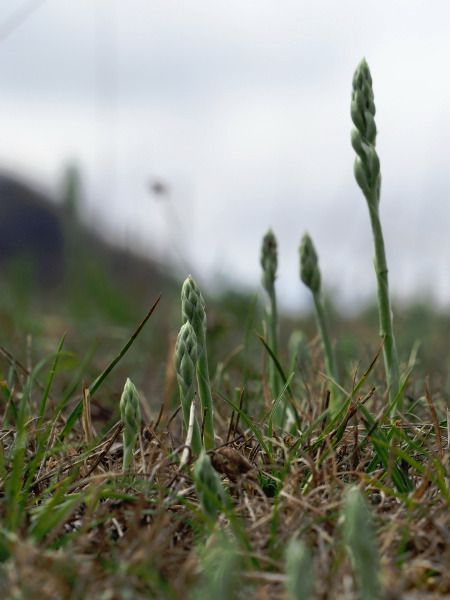 Spiranthes spiralis  - Ramon Calvet i Falgueras