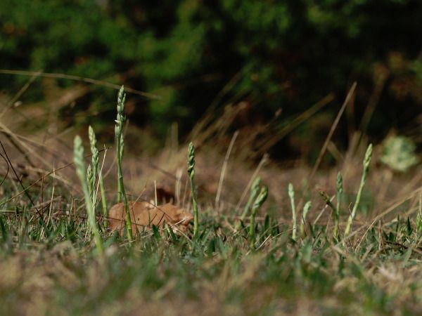 Spiranthes spiralis  - Ramon Calvet i Falgueras