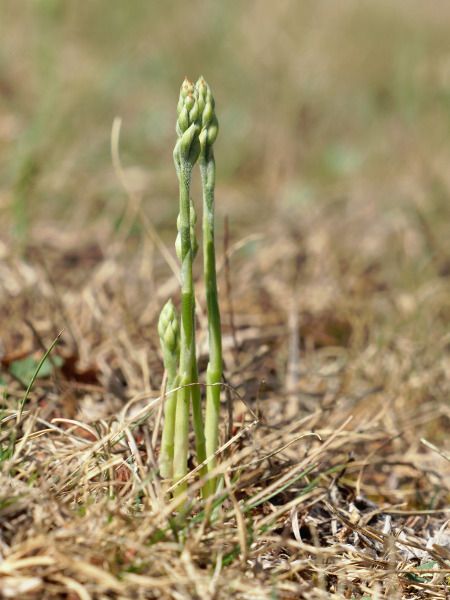 Spiranthes spiralis  - Ramon Calvet i Falgueras