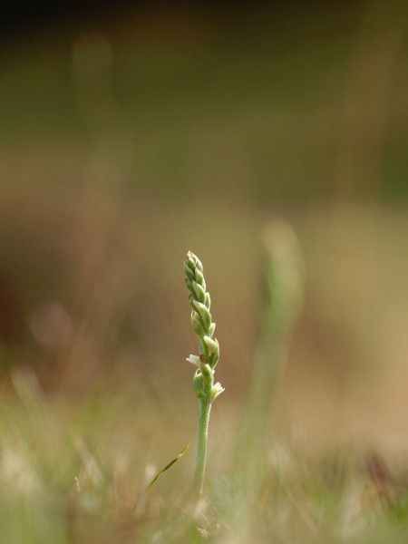 Spiranthes spiralis  - Ramon Calvet i Falgueras