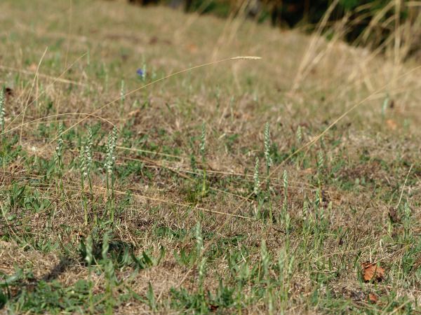 Spiranthes spiralis  - Ramon Calvet i Falgueras
