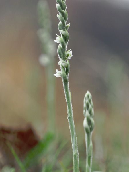 Spiranthes spiralis  - Ramon Calvet i Falgueras