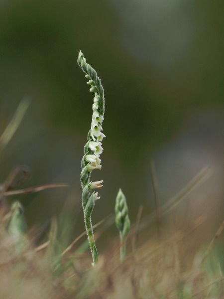 Spiranthes spiralis  - Ramon Calvet i Falgueras