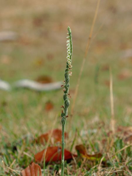 Spiranthes spiralis  - Ramon Calvet i Falgueras