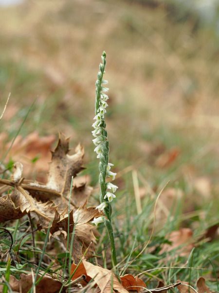 Spiranthes spiralis  - Ramon Calvet i Falgueras