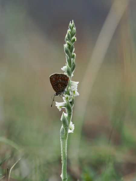 Spiranthes spiralis  - Ramon Calvet i Falgueras