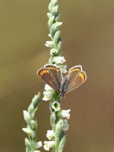 Spiranthes spiralis  - Ramon Calvet i Falgueras
