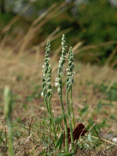 Spiranthes spiralis  - Ramon Calvet i Falgueras